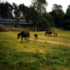 Immenhofgebäude ca. 1973 fotografiert